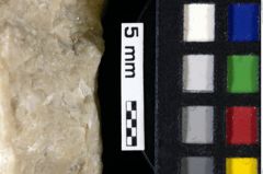 Foto (Detailansicht) von Gastrodorus sp. (NHMW-GEO-1990-0041-0110)